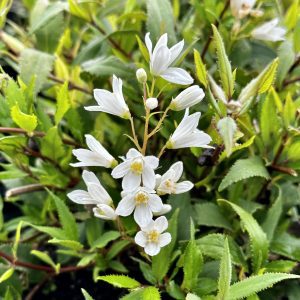 スポーツトイ・アクショントイ hydrangea Aquilegia スポーツトイ・アクショントイ hydrangea Aquilegia hydrangea